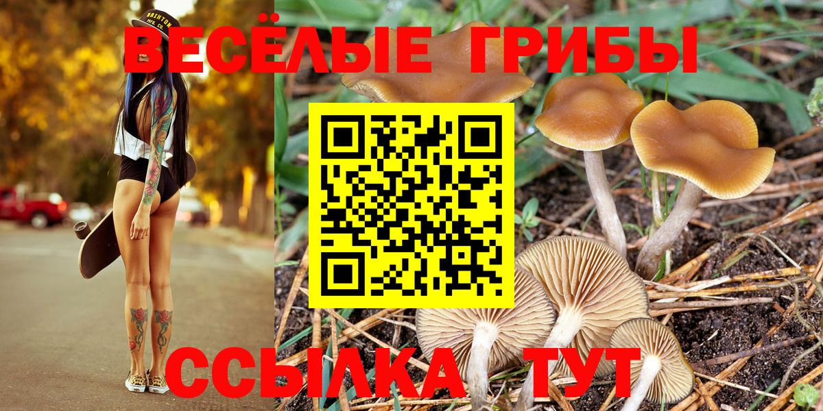 Псилоцибиновые грибы Psilocybine cubensis Железногорск